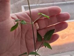 Клематис Дэннис Дабл неожиданно порадовал.