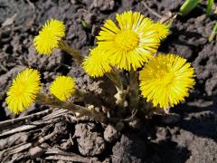 Мать-и-мачеха 