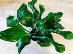 Мучнистый червец на амазонской лилии