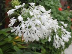 Агапантус (лат. Agapanthus) 