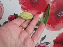 Распустились тюльпаны, которые я срезала зелеными.