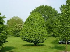 Граб обыкновенный — признанный фаворит ландшафтных дизайнеров и садовников