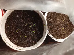 Взошли семена Обриеты каскадной.