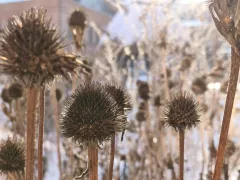 Строгая красота зимнего сада