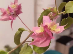 Моя розовая махровая бугенвиллия наконец зацвела