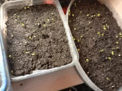 Какой сроки годности у семян астры?