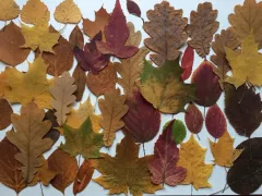 Воспоминание об осеннем саде