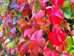 Девичий виноград — пылающая вуаль осени