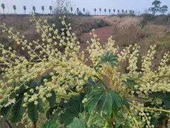 Встреча на прогулке с тетрапанаксом