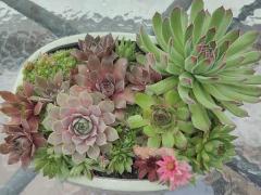 Молодило (Sempervivum) 