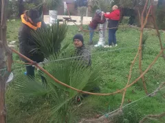 Время укрывать пальмы