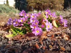 Примула садовая выглядит в этом году очень симпатично