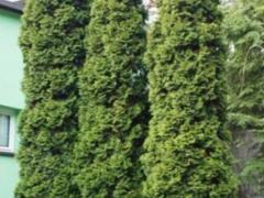 Туя западная “Колумна”