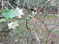 Цветёт алыча в ноябре. 