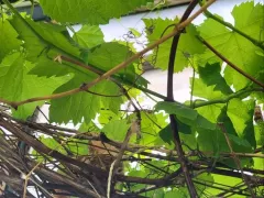 Виноград просыпается и набирает листву