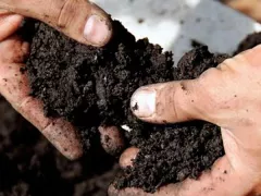 Проверка кислотности почвы в домашних условиях