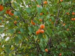Абрикос обыкновенный 