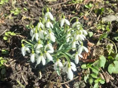 Подснежники уже проснулись