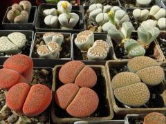 Литопсы (лат. Lithops)