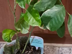 Попробую подружить лимон Сангвинеум с микоризой.