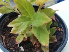 Вербейник решил выйти из состояния покоя. 