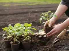 Когда высаживать рассаду овощей