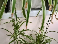 Хлорофитум разросся и просится, чтоб его разделили!