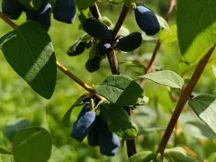 Вкусные ягоды жимололости съедобной