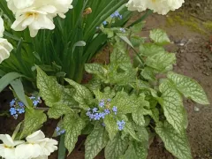 Красавица брунера, цветёт своими незабудками.