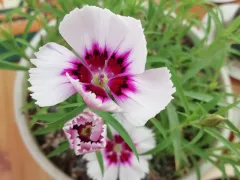 Прошлогодний куст гвоздики китайской пошёл в активный рост. 