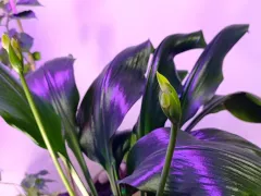 Eucharis grandiflora решила опять зацвести