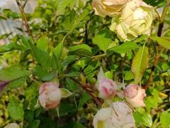 Роза флорибунда ‘Lovely Green’ (Rosa floribunda ‘Lovely Green’)