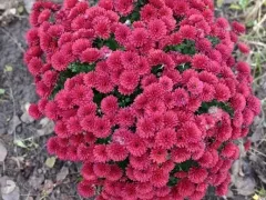 Еще один куст куст хризантем 