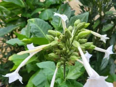 Опять зацвёл табак