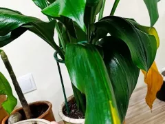 У амазонской лилии начали желтеть листья...