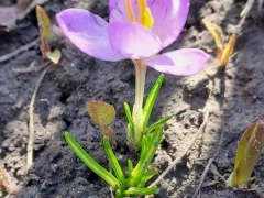 Вот и на моем участке расцвел крокус.