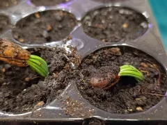 Прорастают пинии!