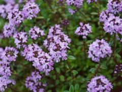 Тимьян или чабрец ползучий (Thymus Serpyllum)