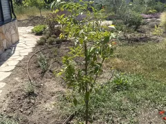 Вторая попытка высадки в открытый грунт