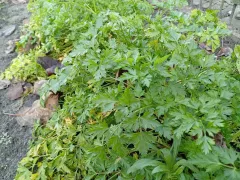 Зимняя петрушка на моей грядке