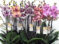 Орхидея фаленопсис 