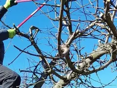 Правила обрезки для чайников