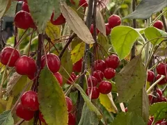 Осеннее украшение сада - райская яблонька
