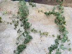 Распутала, подрезала и по-новому закрепила пассифлору 