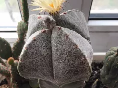 Кактус "епископская шапка" и его скромное цветение