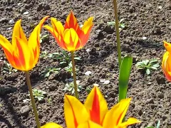 Коварный вирус пестролепестности тюльпанов