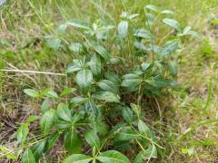 Барвинок малый (Vinca minor)