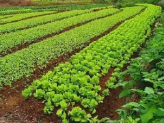 Планирую правильный севооборот 