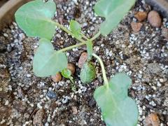 Сенецио Артикулатус (Senecio articulatus, также Baculellum articulatum, Curio articulatus или Kleinia articulata)