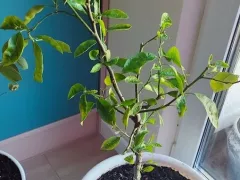 Мой каламанси.  Восемь лет мучений